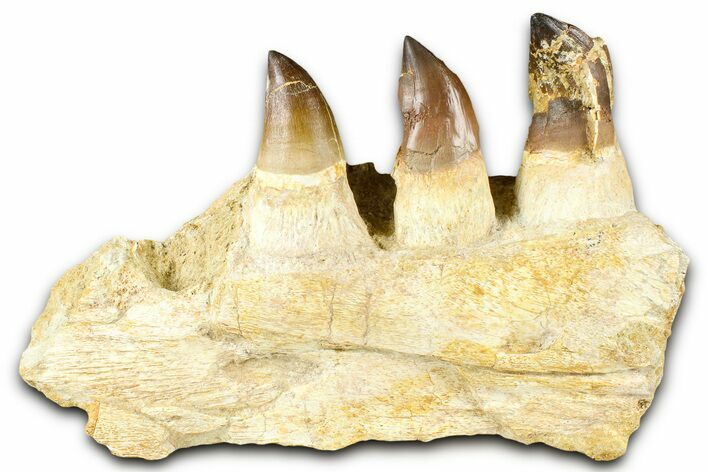 Fossil Mosasaur (Thalassotitan) Jaw Section with Teeth - Morocco #368246